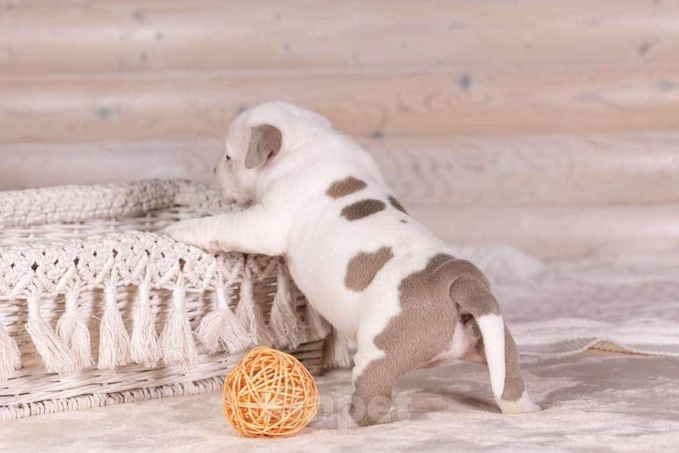 Собаки в Королеве: Американский булли Девочка, 150 000 руб. - фото 3