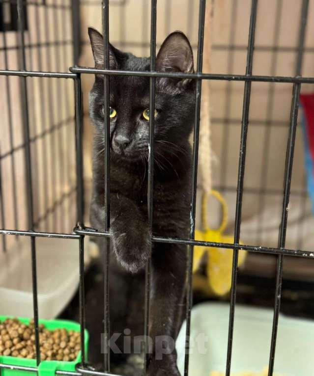 Кошки в Москве: Котёнок девочка в добрые руки Девочка, Бесплатно - фото 3