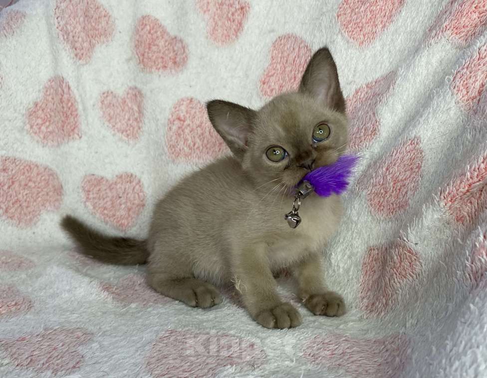 Кошки в Дмитрове: Шоколадная бурманская девочка Bell Девочка, 40 000 руб. - фото 1