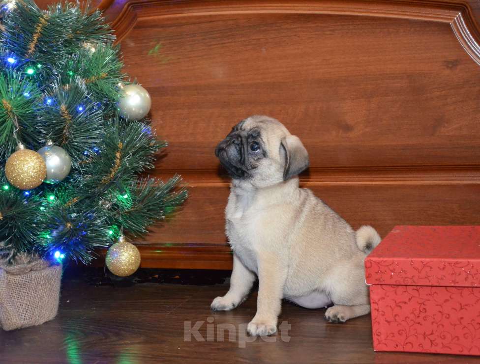 Собаки в Твери: Малышка мопса Девочка, 40 000 руб. - фото 5