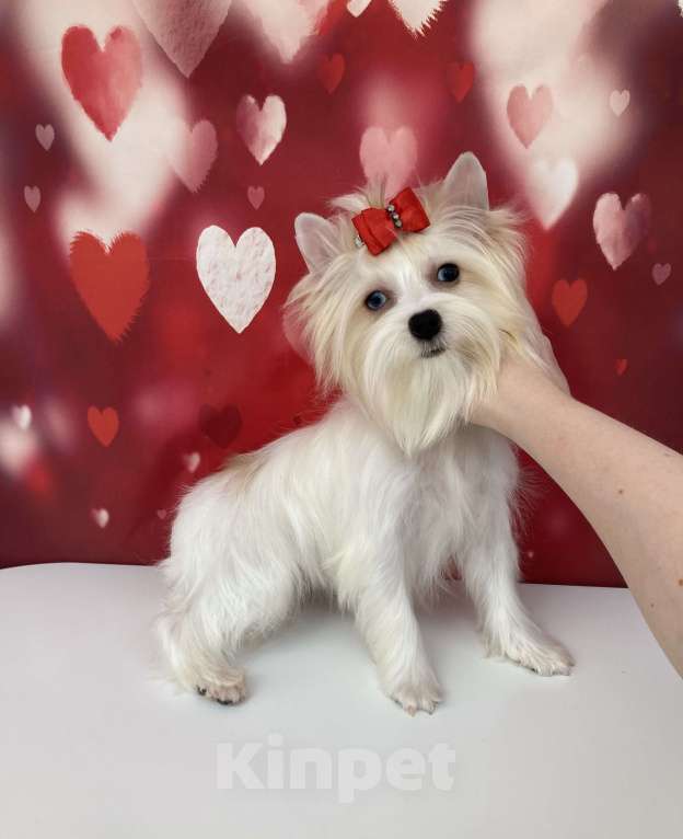 Собаки в Москве: Белый йорк девочка голубоглазая Девочка, 120 000 руб. - фото 4