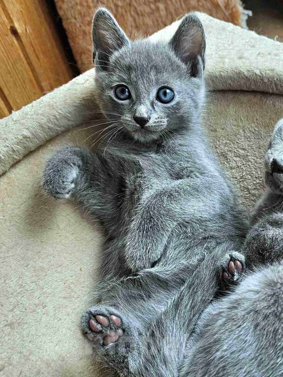 Кошки в Санкт-Петербурге: Русские голубые котята Девочка, 50 000 руб. - фото 3