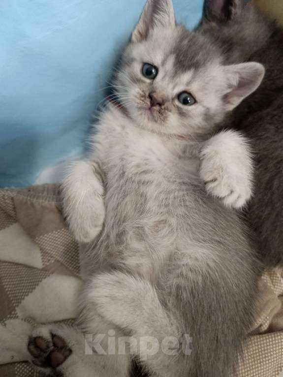 Кошки в других городах Московской области: Шотландский котенок девочка Девочка, 13 000 руб. - фото 3