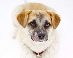 Собаки в Балашихе: Небольшая ручная ласковая собачка 1 г. из приюта Девочка, Бесплатно - фото 8