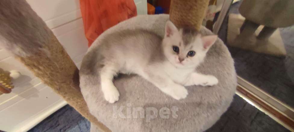 Кошки в других городах Московской области: Серебристая шиншилла скоттиш-страйт мальчик 2 Мальчик, 15 000 руб. - фото 5