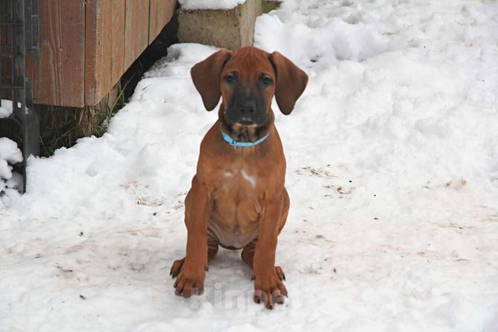 Собаки в Одинцово: Очаровательная девочка стандарт Девочка, 120 000 руб. - фото 10