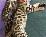 Кошки в Люберцах: Бенгальские котята с документами  Девочка, 25 000 руб. - фото 8