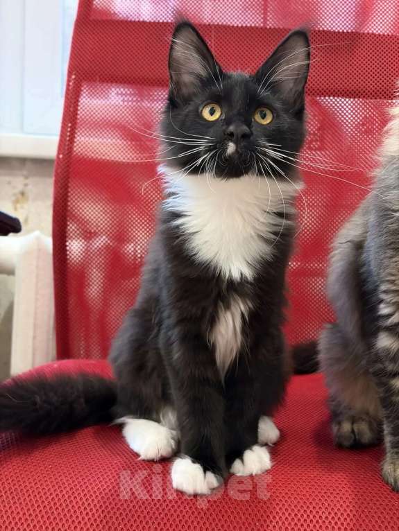 Кошки в Кемерово: Котенок Мейн-кун Девочка, 25 000 руб. - фото 1
