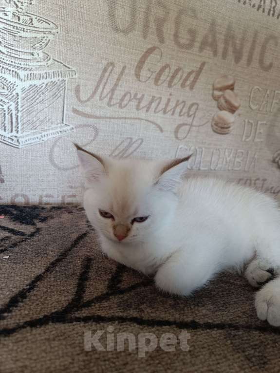 Кошки в Екатеринбурге: Прямоухая девочка окраса color point Девочка, 12 000 руб. - фото 10