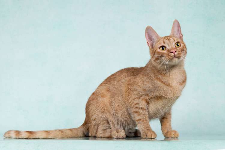 Кошки в Москве: Юна, чудесная ласковая кошечка-подросток ищет дом Девочка, 10 руб. - фото 5