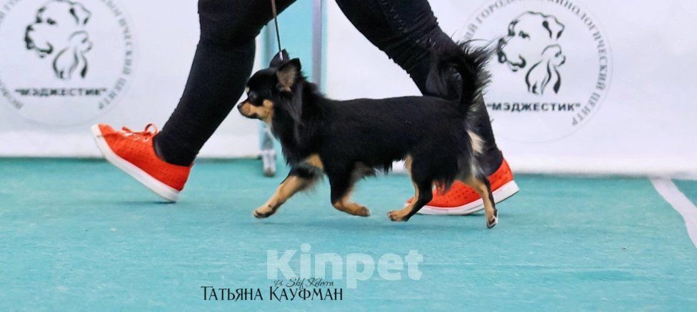 Собаки в Новосибирске: Вязка Чихуахуа  Мальчик, 20 000 руб. - фото 2