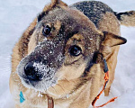 Собаки в Москве: Замечательный Пунш в добрые руки Мальчик, Бесплатно - фото 4