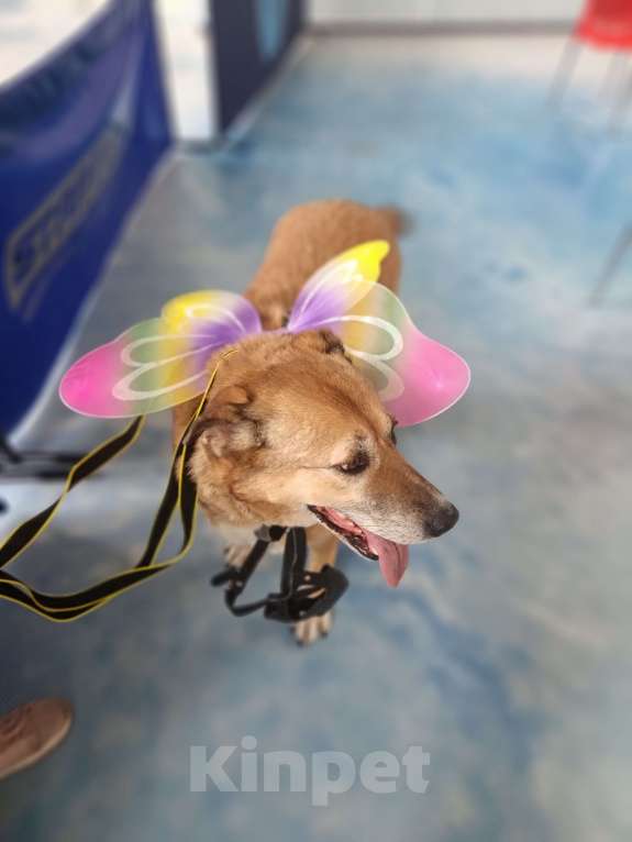 Собаки в других городах Московской области: Буся - путешественница Девочка, 1 руб. - фото 5