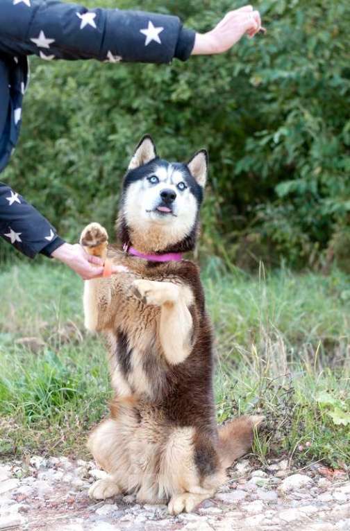 Собаки в Москве: Шикарный молодой голубоглазый хаски Хальс в добрые руки Мальчик, Бесплатно - фото 2