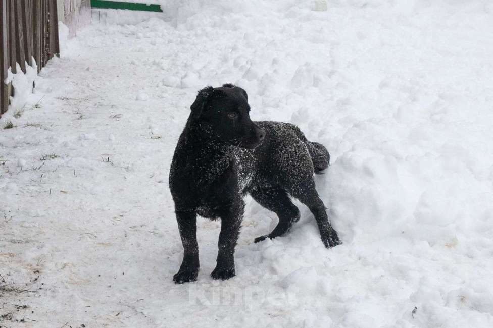 Собаки в других городах Московской области: Щенок в добрые руки  Мальчик, Бесплатно - фото 3