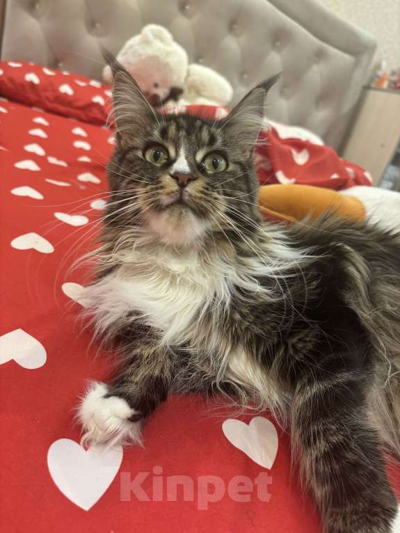 Кошки в Санкт-Петербурге: Кошка Отдаём в хорошие руки Девочка, Бесплатно - фото 1