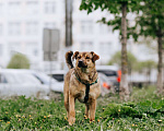 Собаки в Москве: бесплатно в добрые руки Кира Девочка, Бесплатно - фото 6