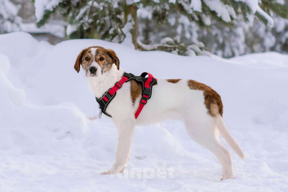 Собаки в Москве: Ищет дом маленькая белая принцесса Девочка, Бесплатно - фото 6