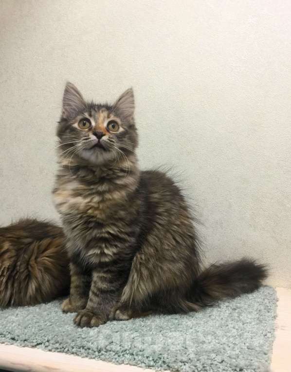 Кошки в Санкт-Петербурге: Сибирские котята Девочка, 45 000 руб. - фото 4