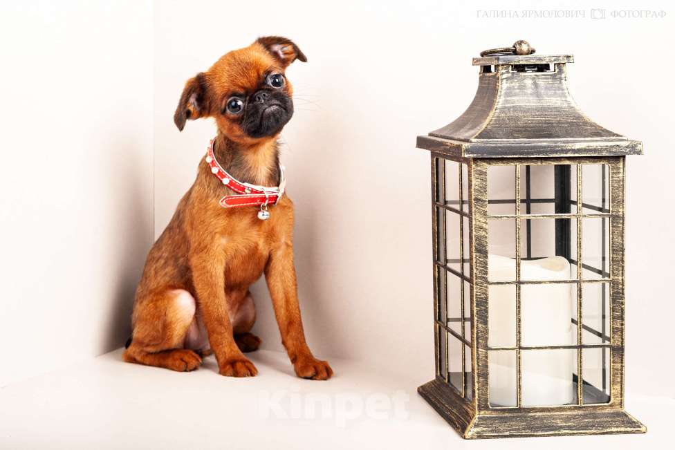 Собаки в Москве: Янтарная красавица  Девочка, 77 000 руб. - фото 1