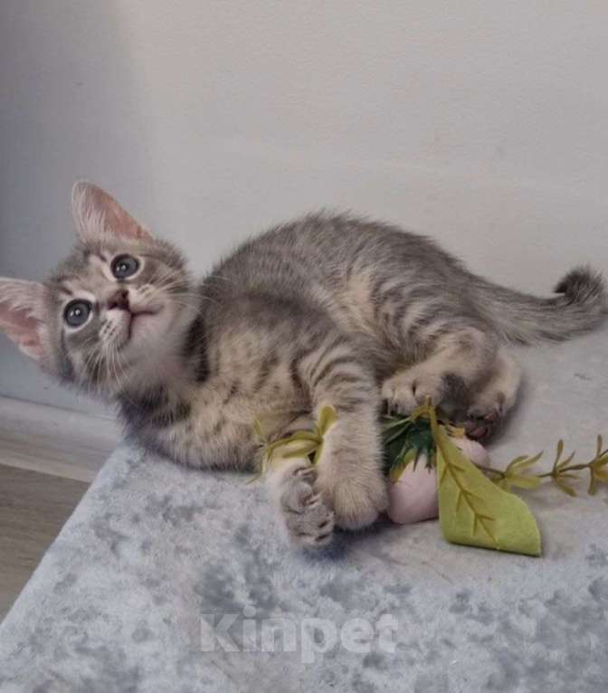Кошки в Санкт-Петербурге: Красивый котенок дымчатый серый 2 месяца Мальчик, Бесплатно - фото 3