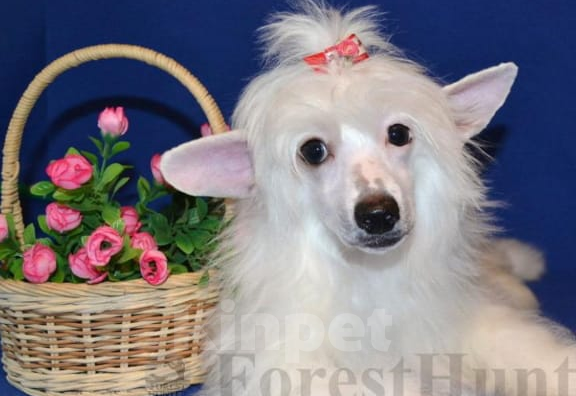 Собаки в Москве: Щенок китайской хохлатой собаки Девочка, 20 000 руб. - фото 3