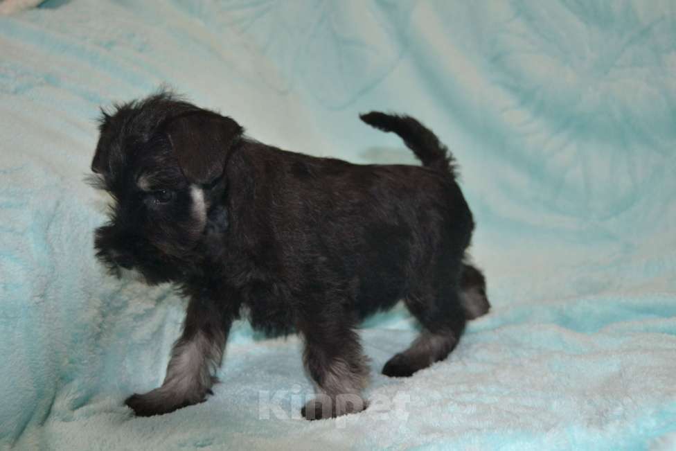 Собаки в Москве: Цвергшнауцер черный с серебром Мальчик, 35 000 руб. - фото 3