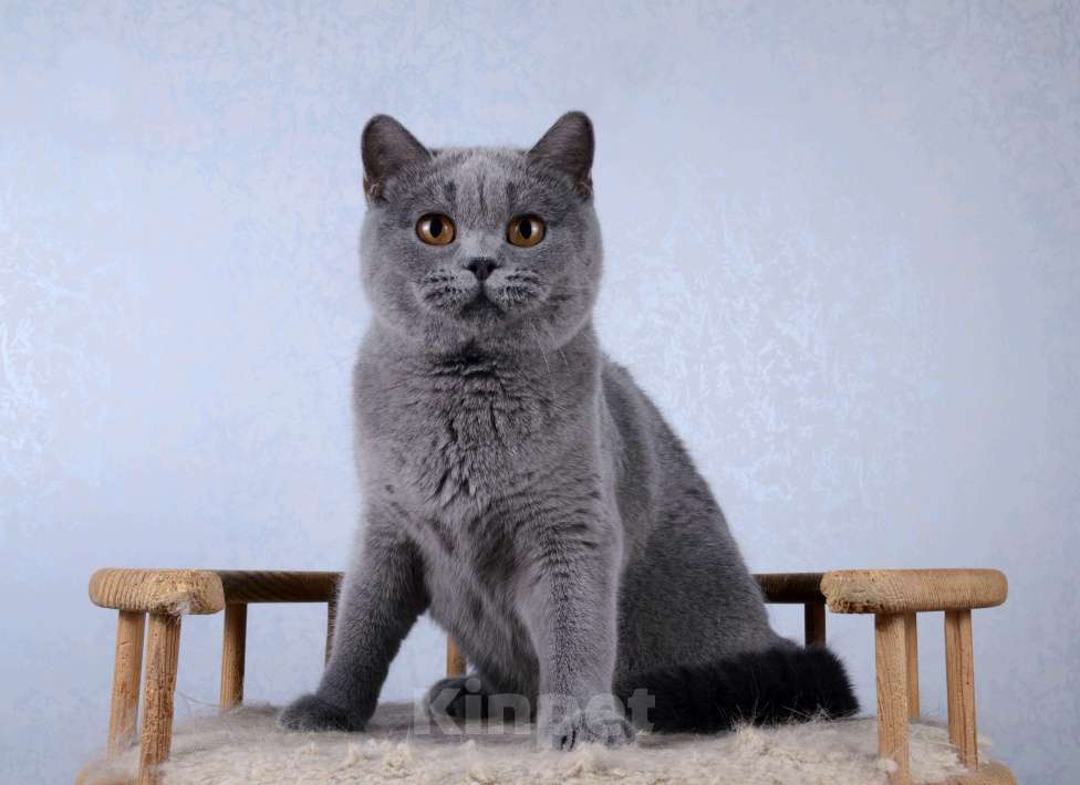 Кошки в Санкт-Петербурге: Британская кошечка классического голубого окраса Девочка, 5 000 руб. - фото 9