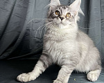 Кошки в Москве: Котенок породы Мейн-кун Мальчик, 35 000 руб. - фото 6