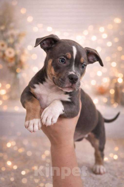 Собаки в Челябинске: Щенки Американского булли  Мальчик, 80 000 руб. - фото 5