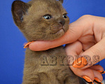 Кошки в Колпашево: Бурманские котята, 40 000 руб. - фото 1