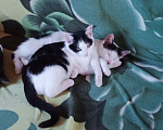 Кошки в Пущино: Ладушка и Пятнушка Девочка, 1 руб. - фото 1