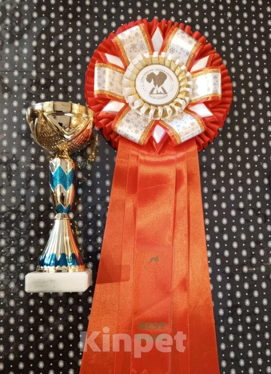 Собаки в других городах Ленинградской области: Супер-щенок кобель, чёрный серебристый с ярким кантом Мальчик, Бесплатно - фото 6