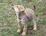 Собаки в Москве: Чудесная малышка Ириска ищет любящую семью  Девочка, Бесплатно - фото 3