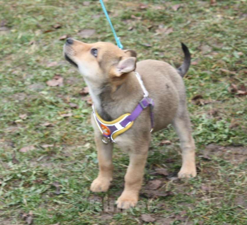 Собаки в Москве: Чудесная малышка Ириска ищет любящую семью  Девочка, Бесплатно - фото 3