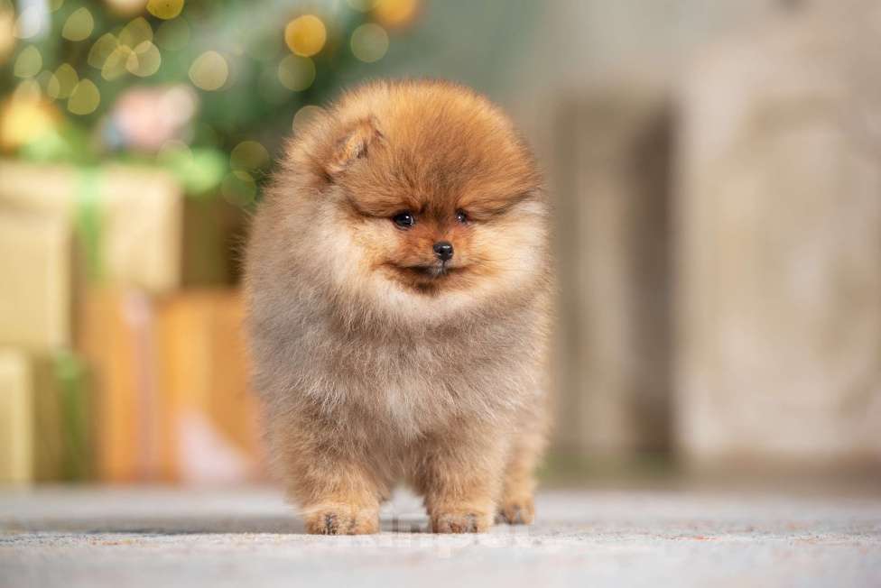 Собаки в Москве: Померанский шпиц мальчик и девочка РКФ Девочка, Бесплатно - фото 2