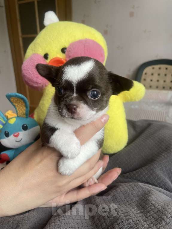 Собаки в Санкт-Петербурге: Щенок чихуахуа Мальчик, 35 000 руб. - фото 4