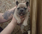 Собаки в Челябинске: Французский бульдог  Мальчик, 35 000 руб. - фото 5