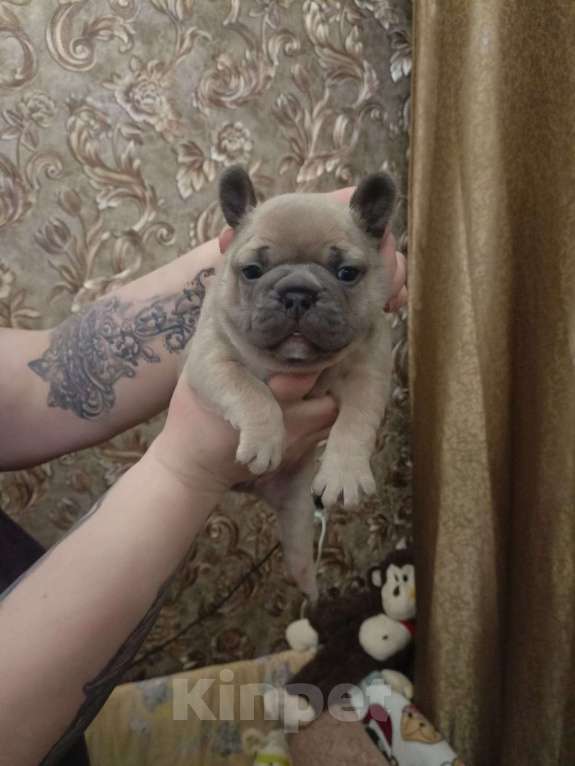 Собаки в Челябинске: Французский бульдог  Мальчик, 35 000 руб. - фото 5