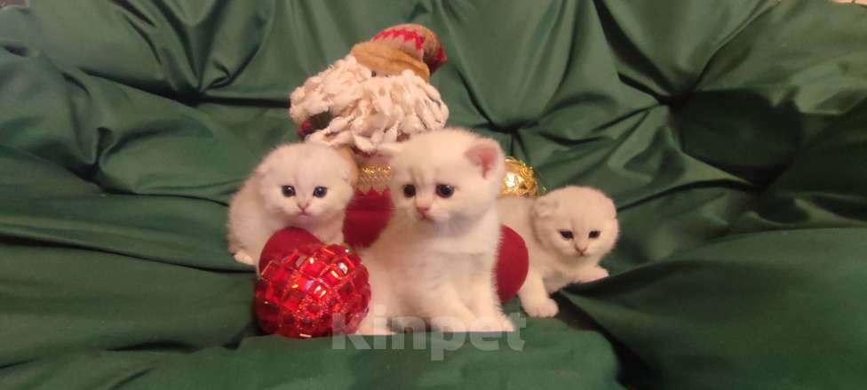 Кошки в Москве: Юлий Цезарь  Мальчик, Бесплатно - фото 4