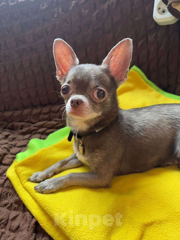 Собаки в Москве: Найдена чихуа девочка Лила Девочка, Бесплатно - фото 4
