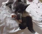 Кошки в Оренбурге: Отдам кошку Девочка, Бесплатно - фото 8