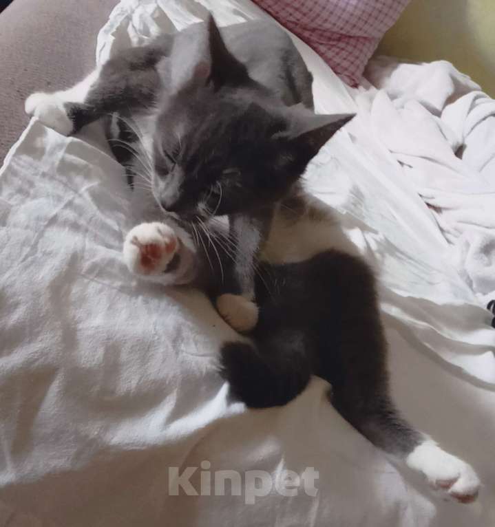 Кошки в Оренбурге: Отдам кошку Девочка, Бесплатно - фото 8