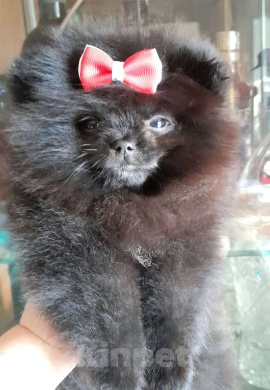 Собаки в Пензе: Шпиц померанский девочка Девочка, 35 000 руб. - фото 2