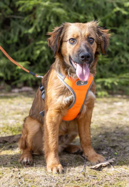 Собаки в Москве: Ищем Рэму новый дом Мальчик, Бесплатно - фото 8