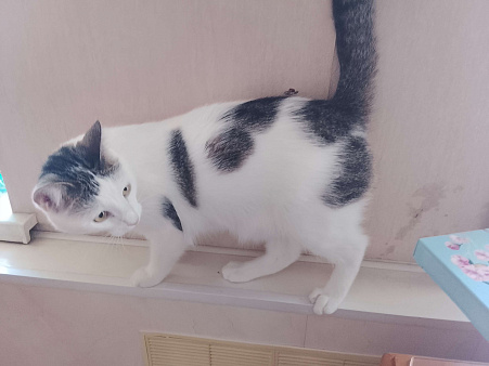 любознательный котик в добрые руки