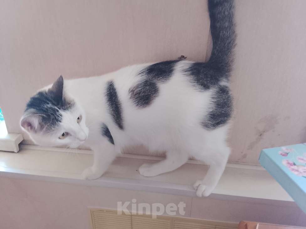 Кошки в Пятигорске: любознательный котик в добрые руки Мальчик, Бесплатно - фото 1