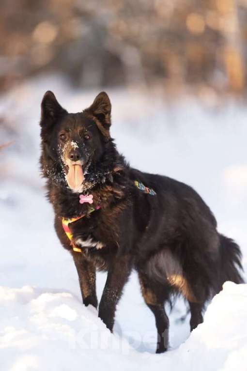 Собаки в Москве: Красавица Рита в добрые руки. Девочка, Бесплатно - фото 8
