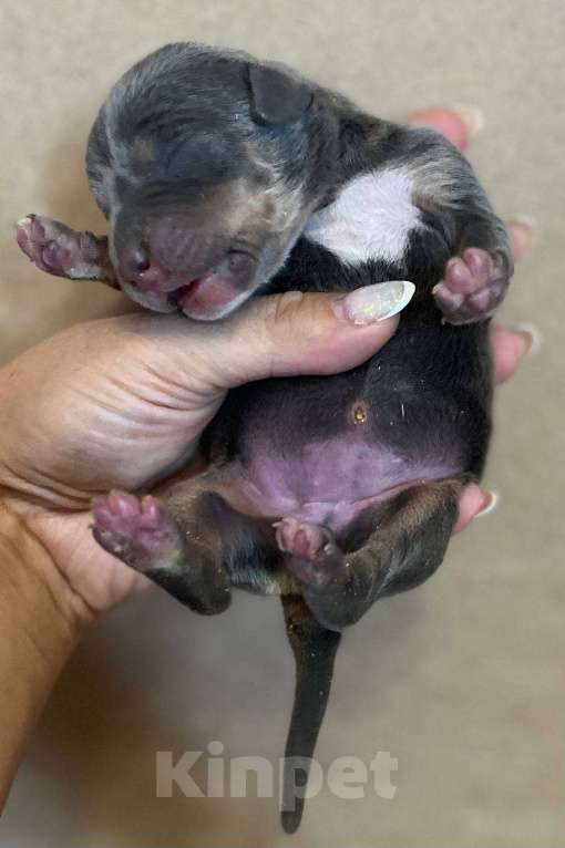 Собаки в других городах Калужской области: Бронь щенка на август,сентябрь от пар Мальчик, 110 000 руб. - фото 2