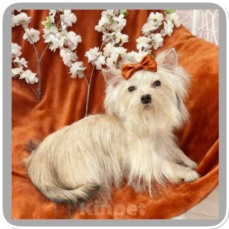 Собаки в Москве: Подрощенный йорк мини девочка золотая Девочка, 80 000 руб. - фото 10